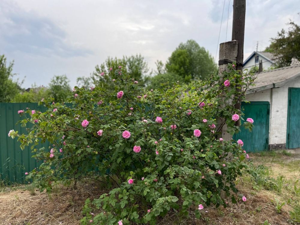 Будни войны. Изюмский фронт
