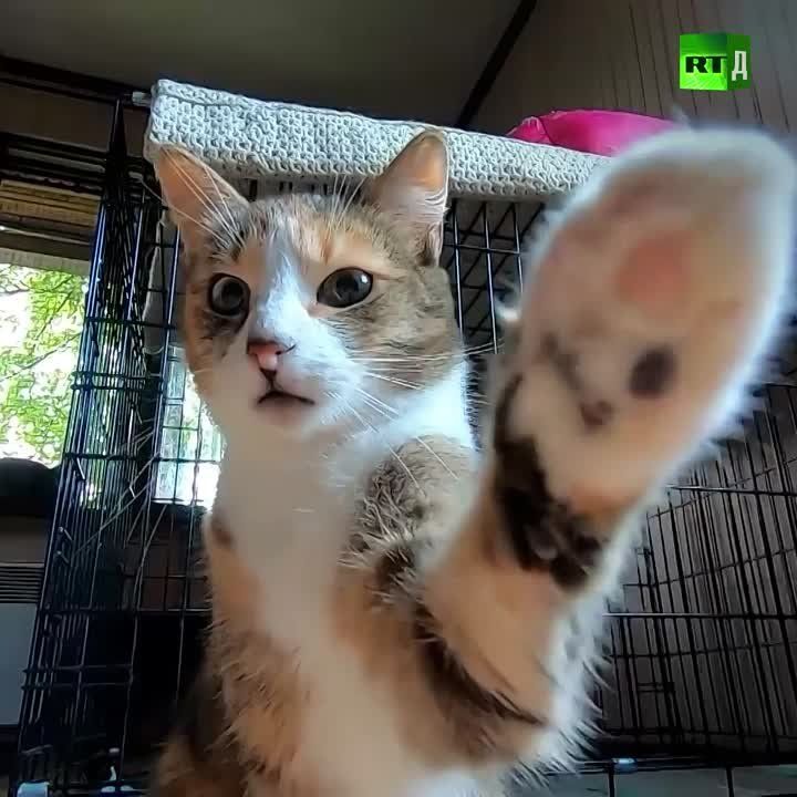 ����� ������� �� �����-���������� 16 ���