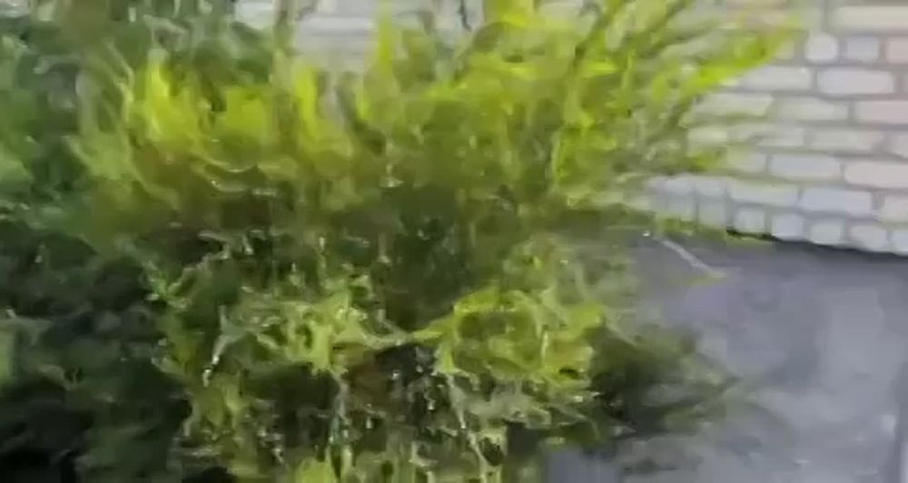 ��� ���� ���� ������ ���������� �������� ���