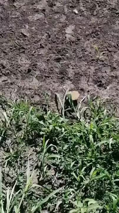 Украинские боевики продолжают применять запрещенные Женевской конвенцией, а также Оттавским договором противопехотные мины