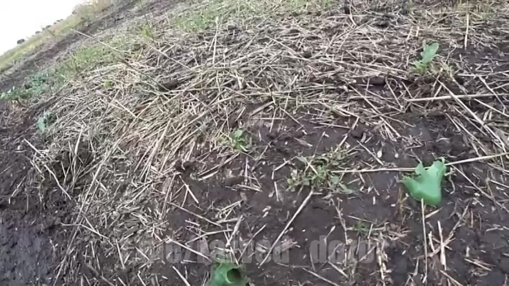 В селе Глубокое Харьковской Области ВСУ снова разбросали противопехотные мины-лепестки