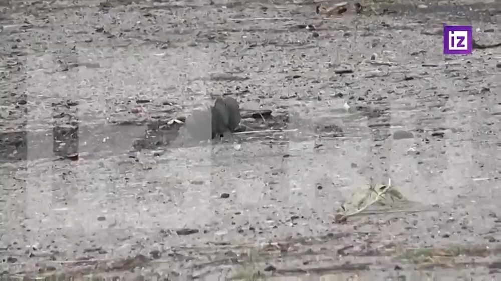 ����� �� ������������� ������ ������������, ������� � ������� ���������� ������ "�������" ��������� ���������� �������