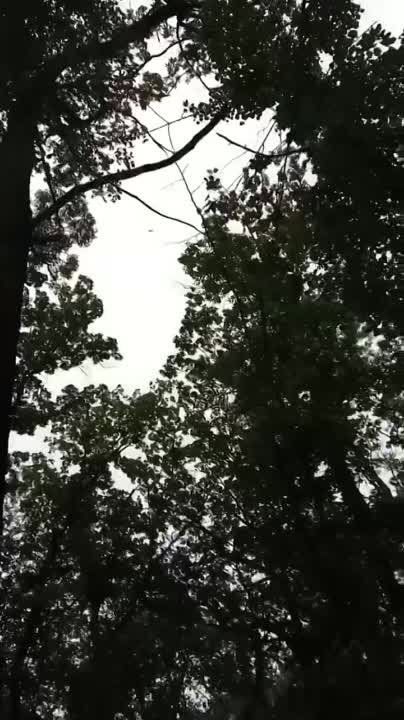 ����� ������������ ���� �� �������� �����������