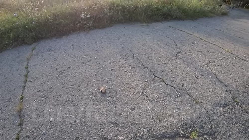 Сотрудники Росгвардии в ходе зачистки села Уды Харьковской области