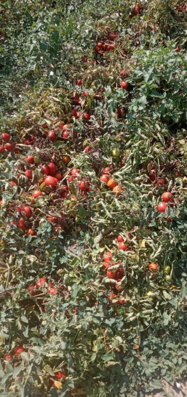 ������ ������ �� ��������, ������� �������� ������ �� ���� ���: