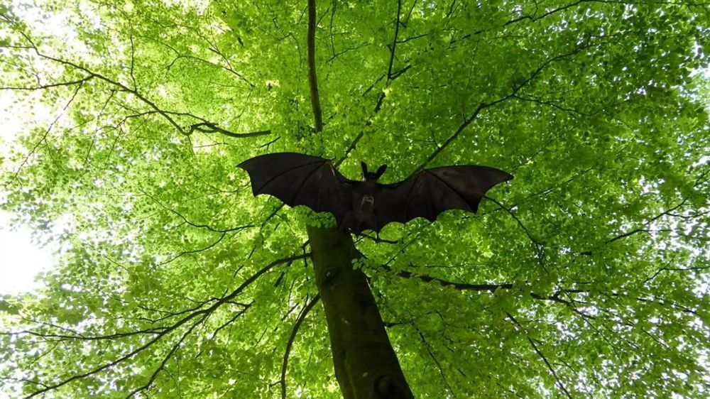 COVID-19 и летучие мыши: новое открытие ученых