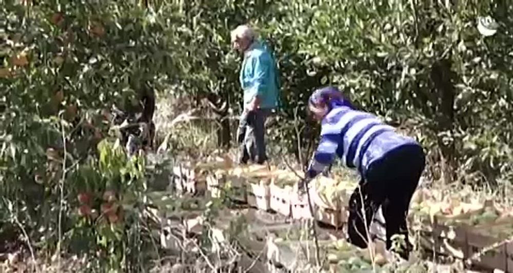 Сочные и спелые: в Крыму начали сбор трех сортов груш