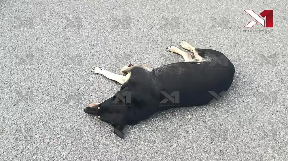 ����������� ����������� �� ����������� ������� ����, ����� ��� �������� �����