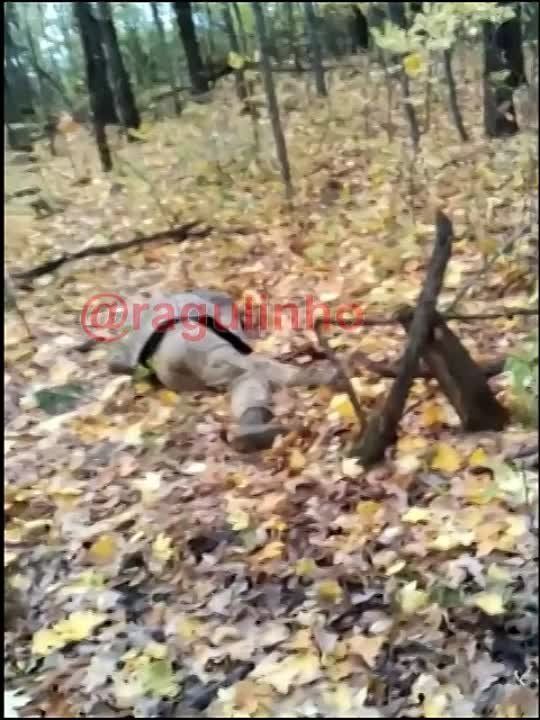 ����� ���������� ��������� � ����������� ������� �� ������� � ������� ���� ���������� ���������� ���, ��������� �� 4 �������