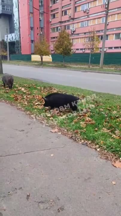 ��������� �� ������ �������� ����� ��������