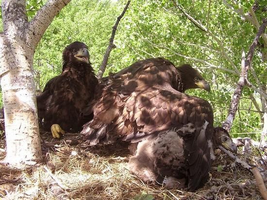 Заповедник «Болоньский» в Хабаровском крае отметить четверть века со дня создания