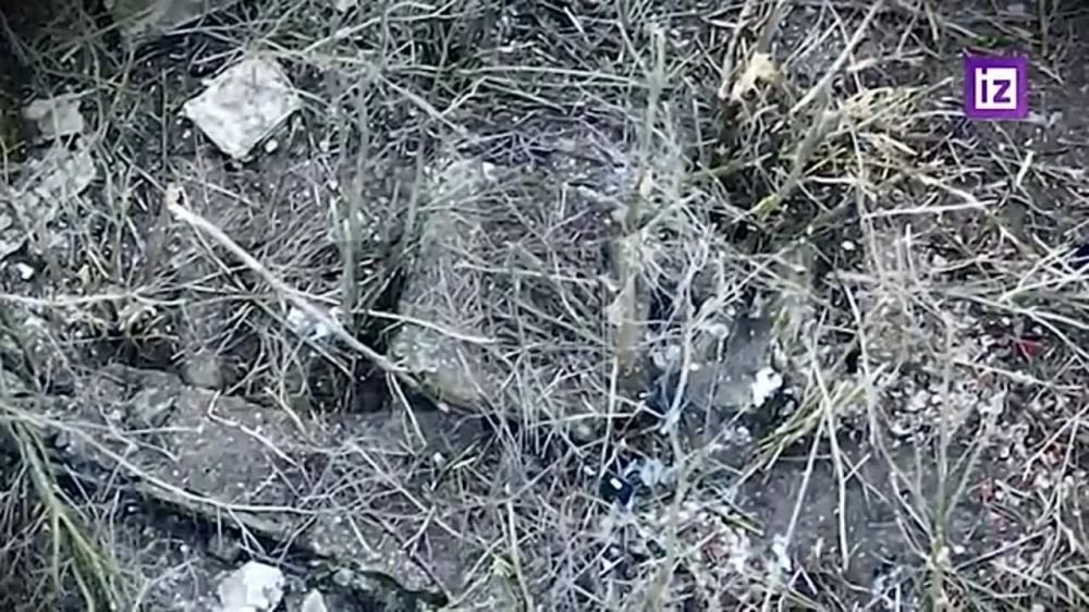 Бои у Белогоровки: армия России уничтожает позиции врага