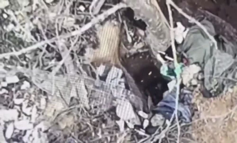 ����� ����� ���� ��������