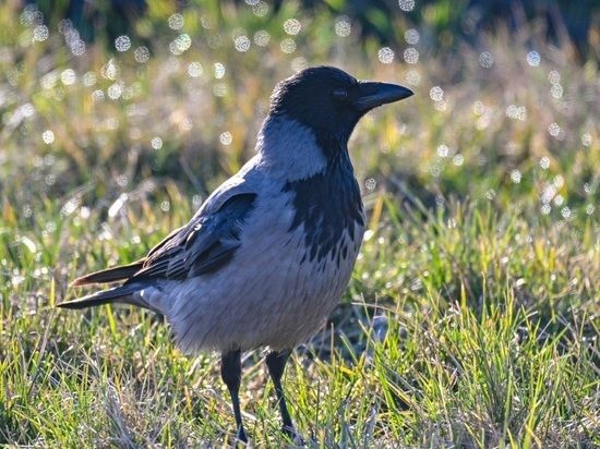 Украинцы пожаловались на ворон-«минеров»