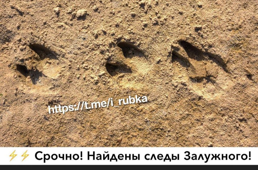 Подборка лучших мемов о Залужном