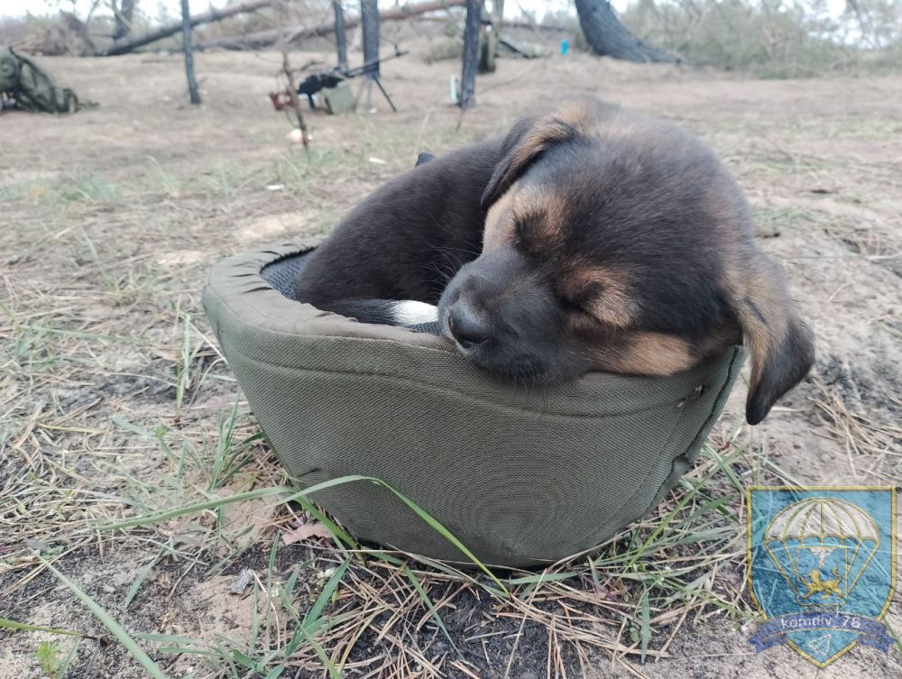 Доброй ночи, Дорогие подписчики!