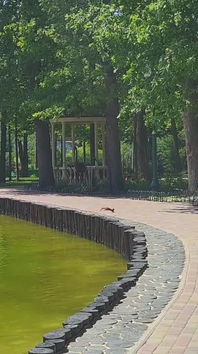 Белочка в парке Горького