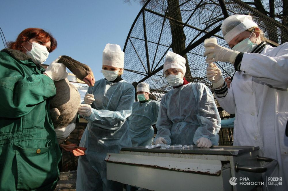 Минобороны объяснило значительный рост заболеваемости птичьим гриппом
