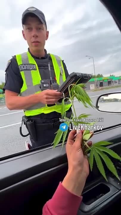 В Харькове девушка решила подарить полицейским букетик конопли