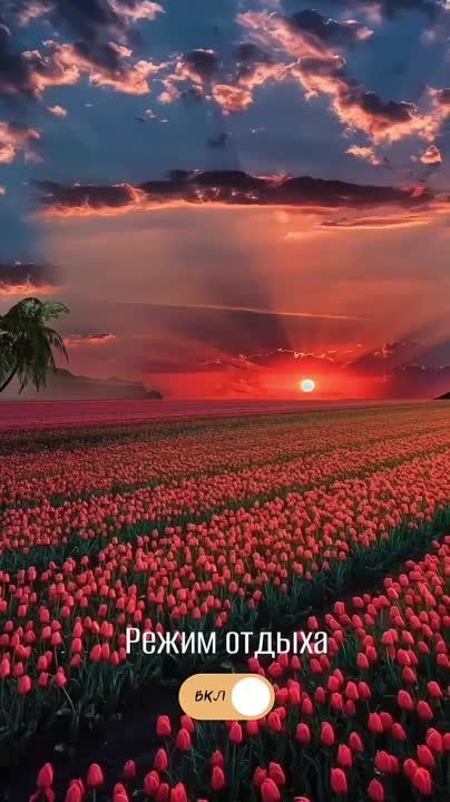 Доброй ночи, Дорогие подписчики!