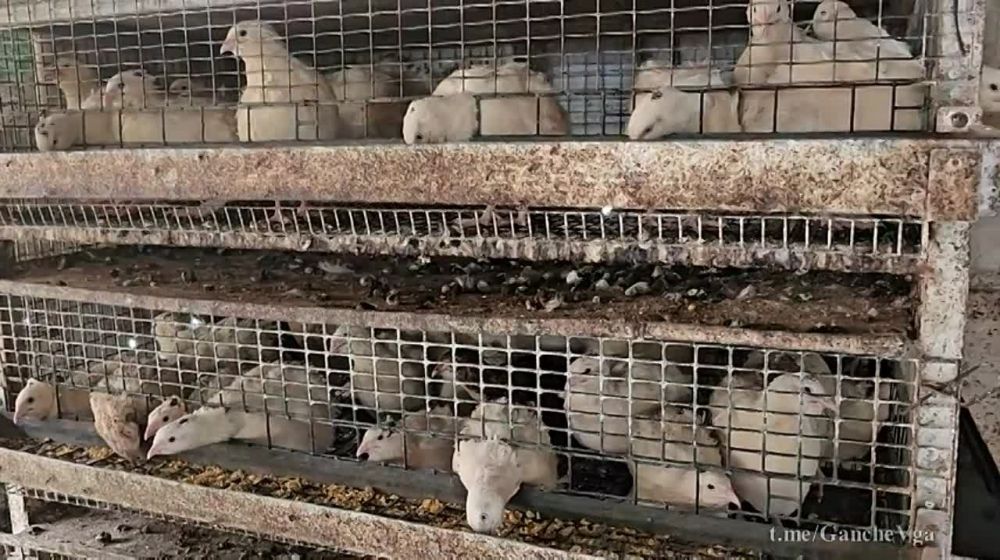 ������� ������: � ���� ������� ������� � ������������� ���� ����� �����, ����� ����������� � ������ ���������, ����������� ���������, ������� ��� �� ������ ����� ��������� ��������� ����� ������������� � �������� ������� ����������� �������