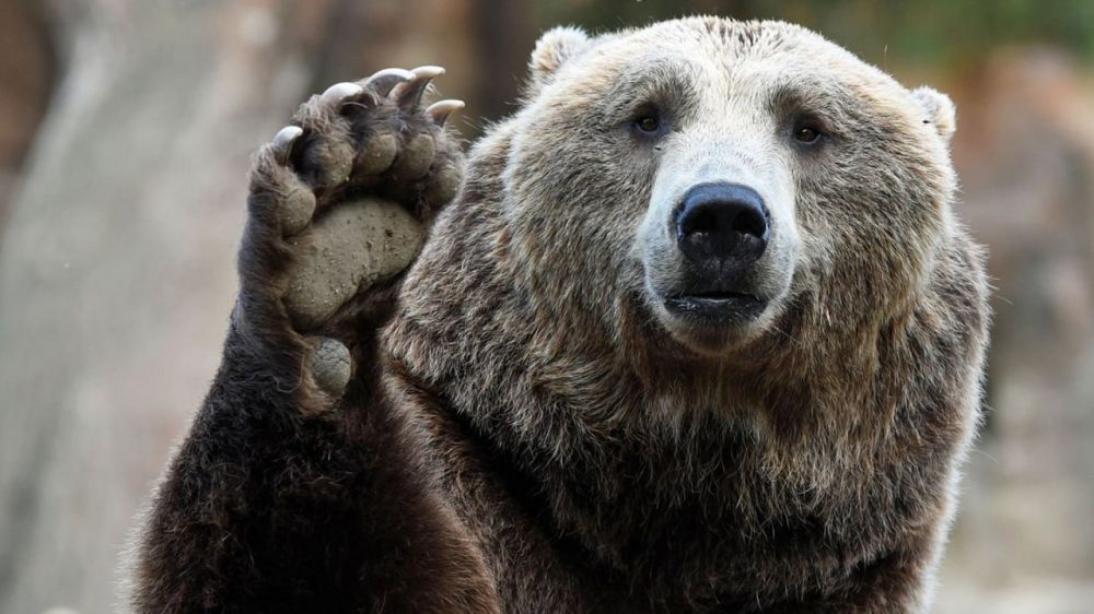 ������ ����! �������� ���. ������ � �������� �� �������: