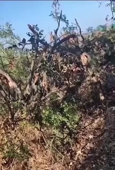 ������ ������ �������� ��-���������