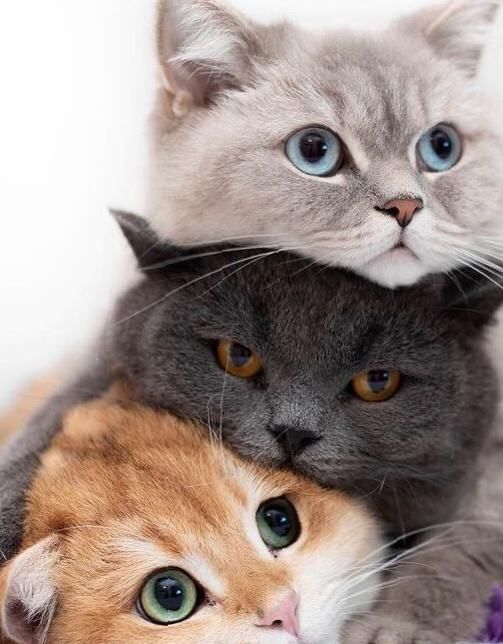 ������ ����! �������������� ���!