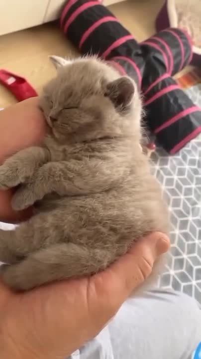 ��������� ���� ����, ��� ������� �����