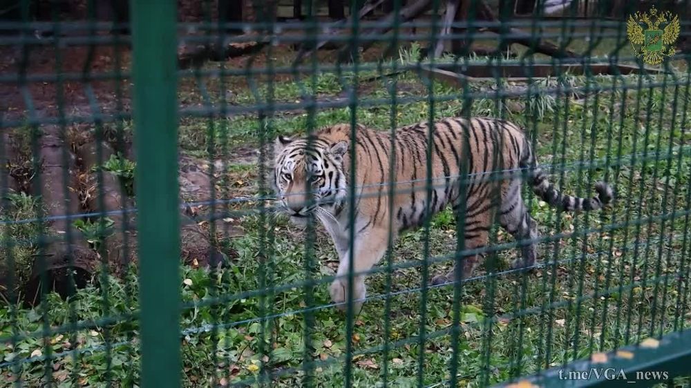 ������ ��� �������� � ��������� � ��������� �������: ����, ����������� �� ������������ ���������� ����������� �������, �������� ��������, ��������� � ������� � ���������