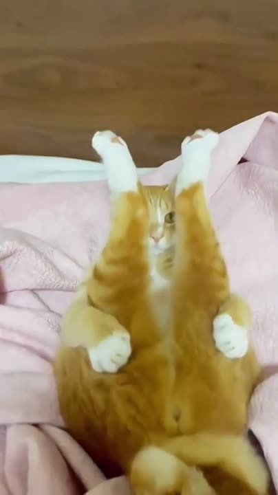 В любой непонятной ситуации ляг, успокойся, возьми себя в лапки