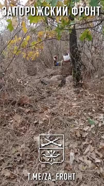 "׸, ������, ������, ���� ������?"