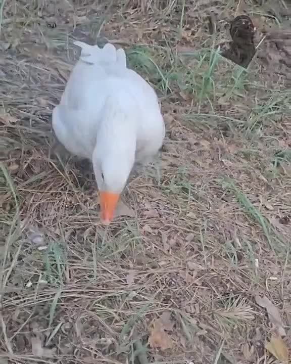 У наших солдат на Сватово-Кременном направлении появился талисман — боевой гусь Валера