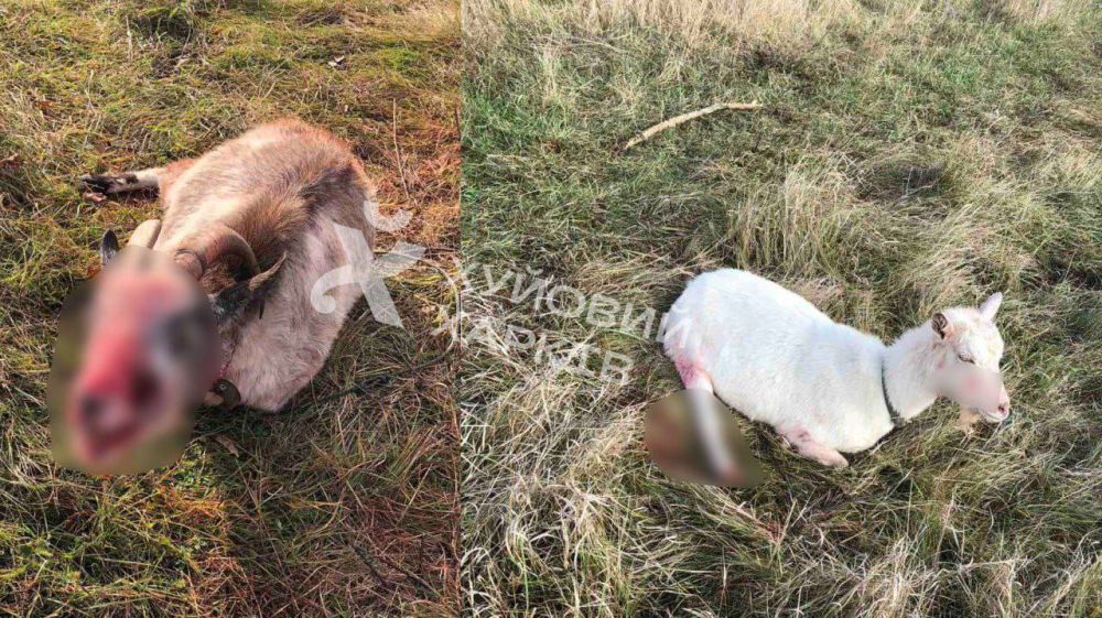 Стая собак нападает на людей в Харьковской области