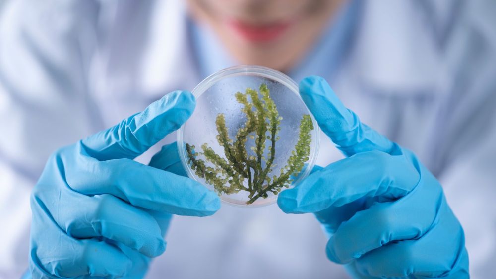 Германия развернет масштабную научно-исследовательскую деятельность на Украине