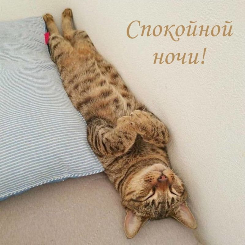 Доброй ночи, Дорогие подписчики!