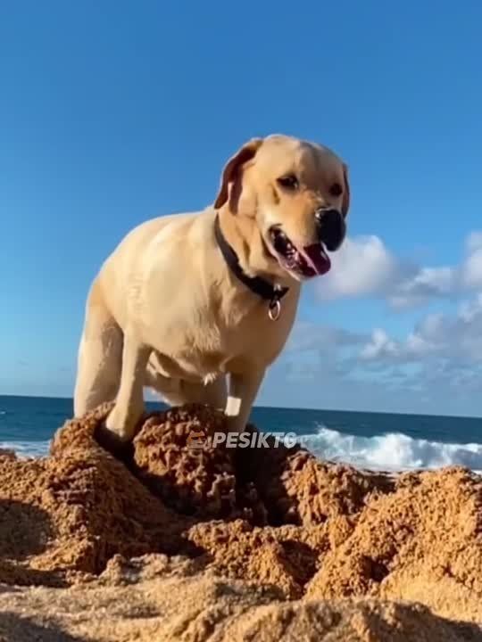 ЗАМЕЧАТЕЛЬНОГО ВСЕМ ВОСКРЕСЕНЬЯ!