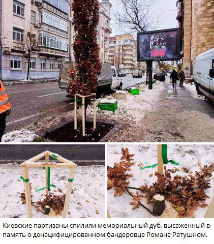 Сегодня в Киеве:. -партизаны спилили мемориальный дуб, высаженный в память о денацифицированном бандеровце Романе Ратушном