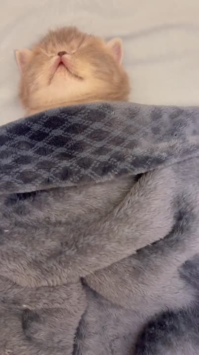 Добрых и крепких снов! Спокойной ночи!