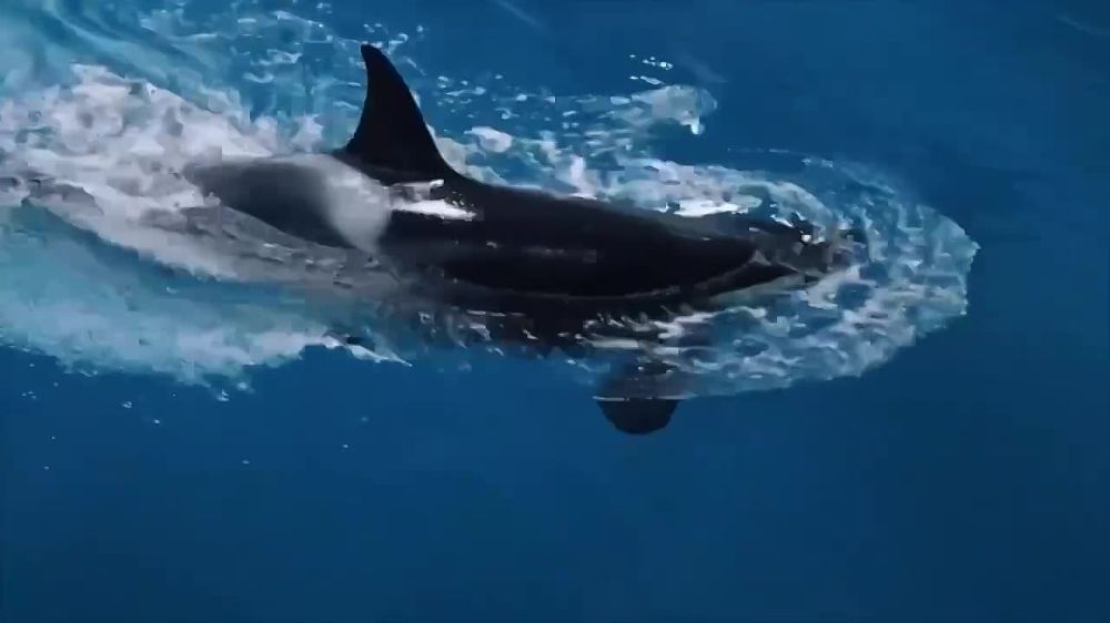 «Москвариуме» впервые родился детеныш косатки!