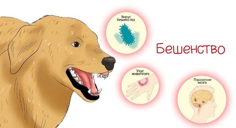 Карантин ввели на Купянщине: бешеная собака напала на женщину