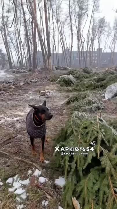 ����-�����: ������������ 125 ��� ����������� � ���������� ������� ���� � ������� ����