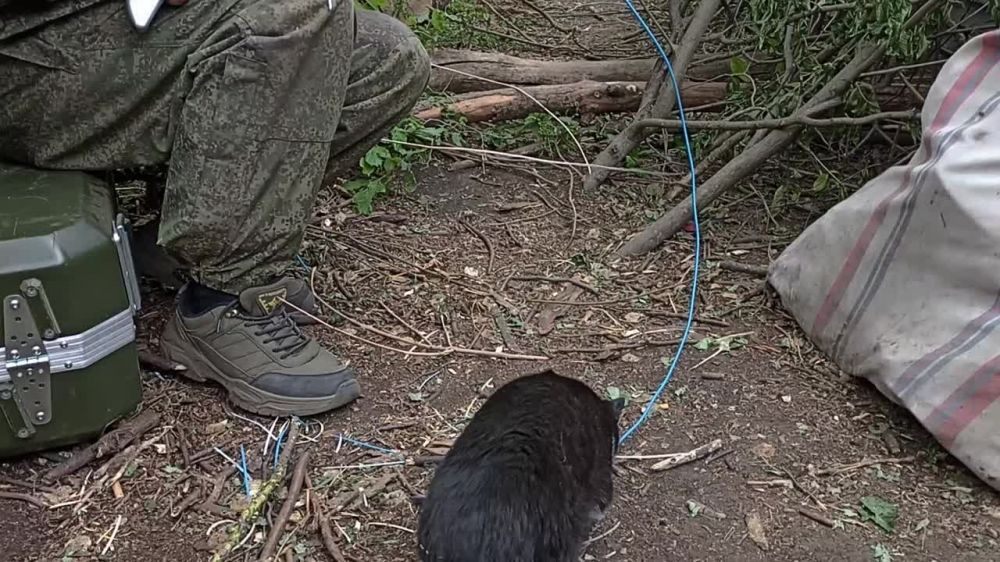 ��� ������: ����������� �����������