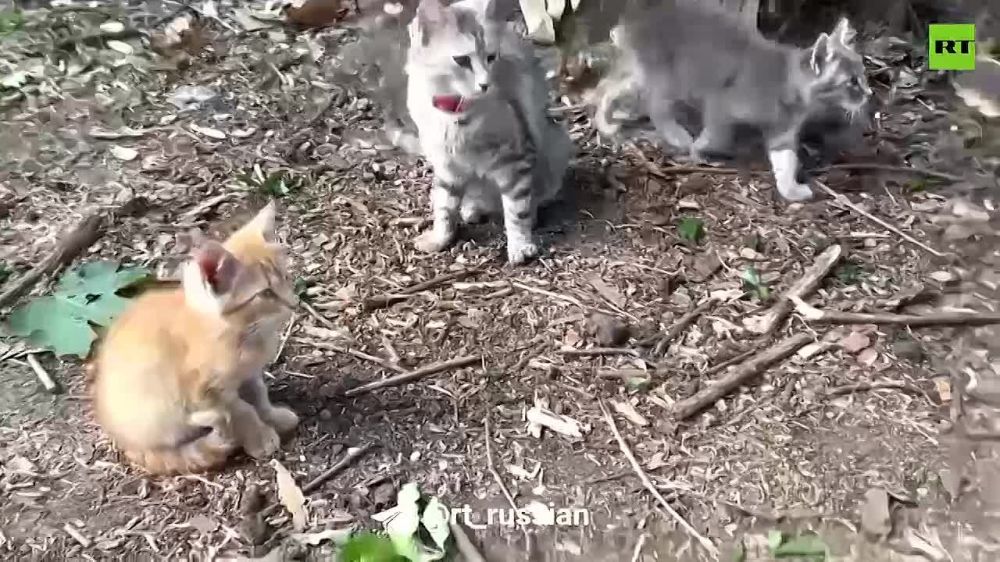 ��������� � ���������� �����������