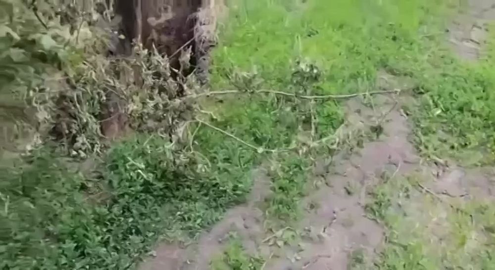 ������������� ������ ����� ������� ������� �� ������ ����������� �������