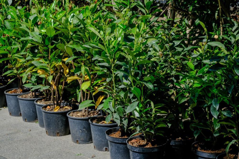 � ���� ���������� ����� ��������