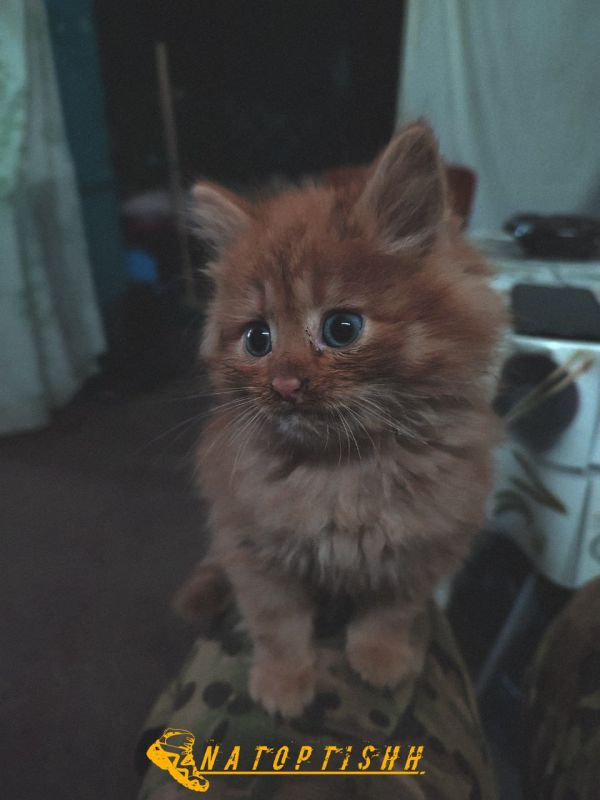 Перешедший на сторону ВС РФ пушистый житель Харьковской области