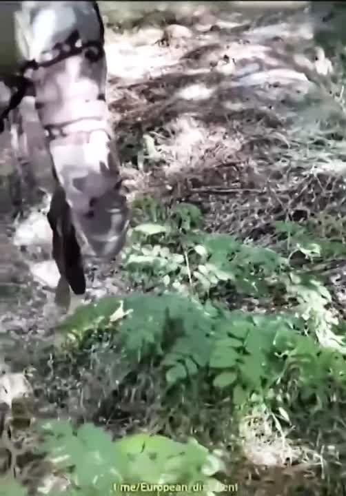 ����� ������� � ���� ������������ �������� ���������������� �� ��������