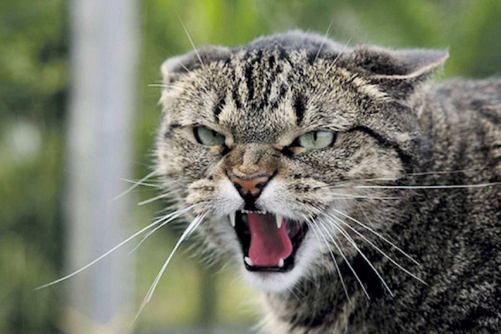 � �������� ����������� �������� � ����������