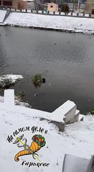 �������, ����������� �����